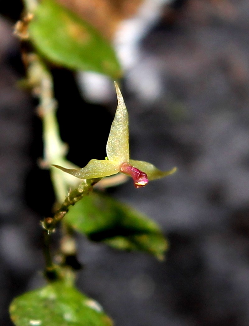 Andinia destituta