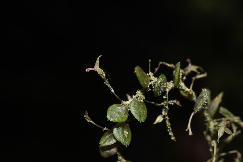 Andinia destituta photo 3