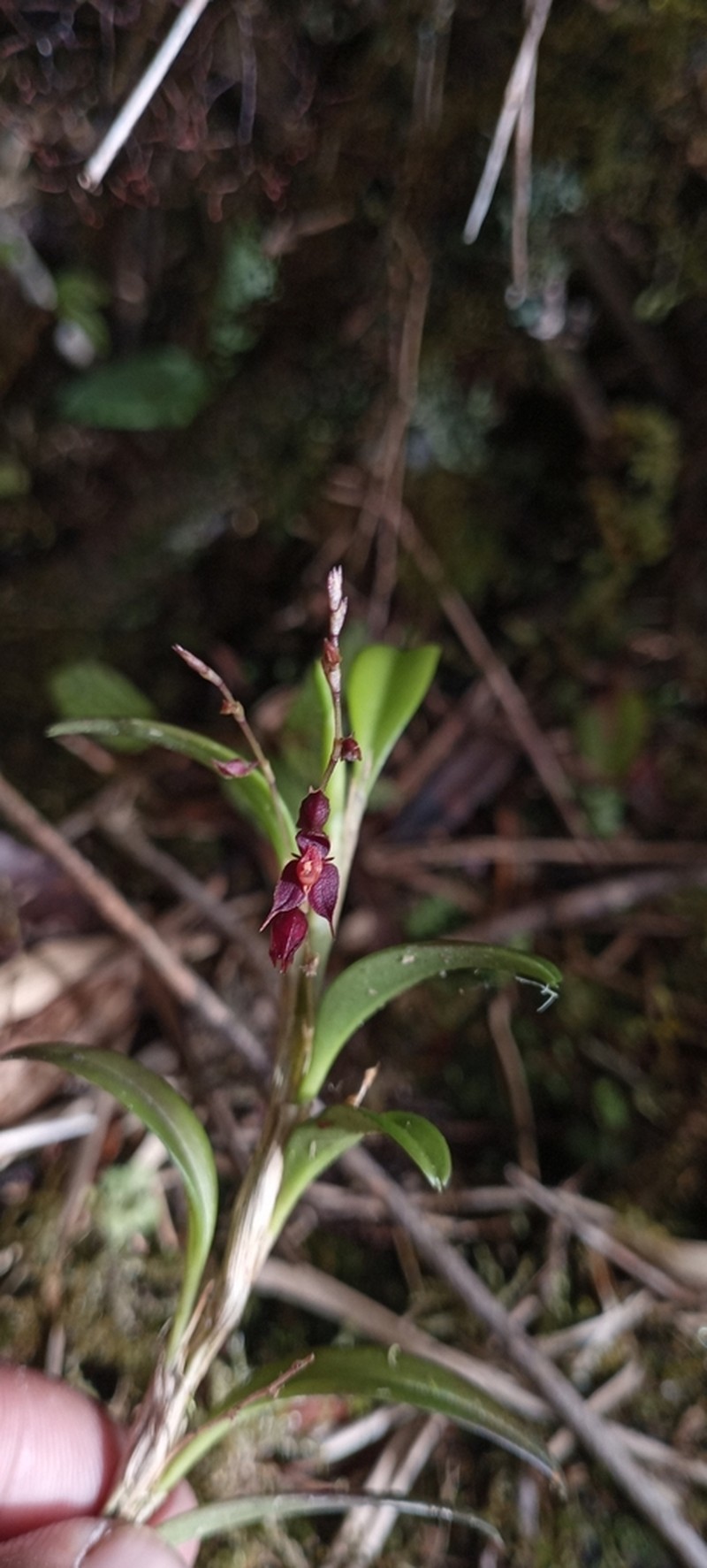 Andinia dielsii