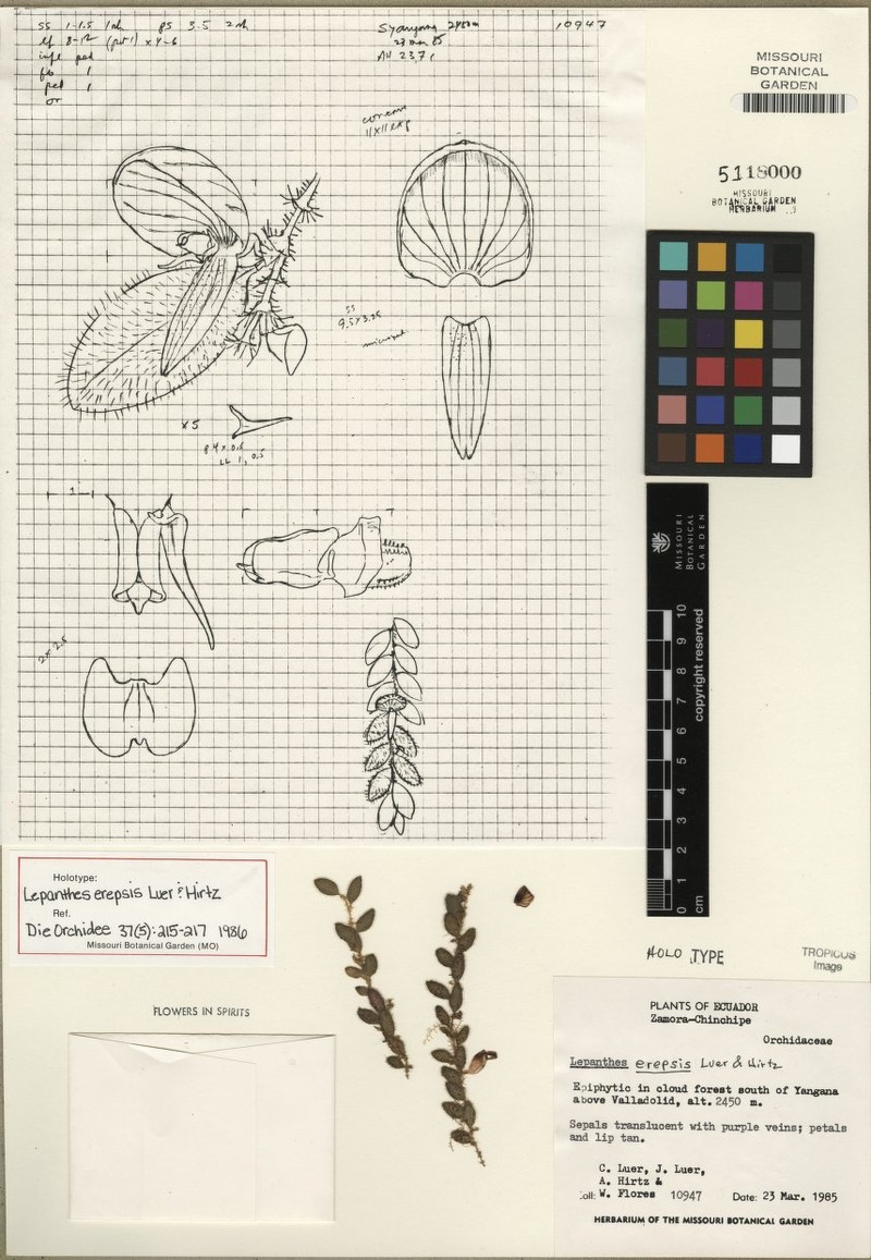 Andinia erepsis