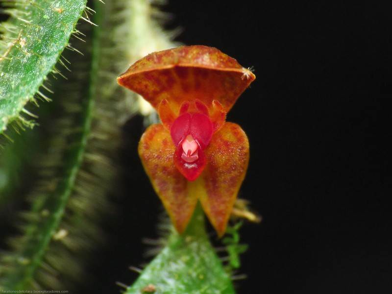 Andinia geminipetala photo 4