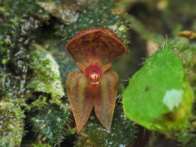 Andinia geminipetala photo 5