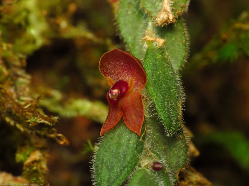 Andinia geminipetala photo 6