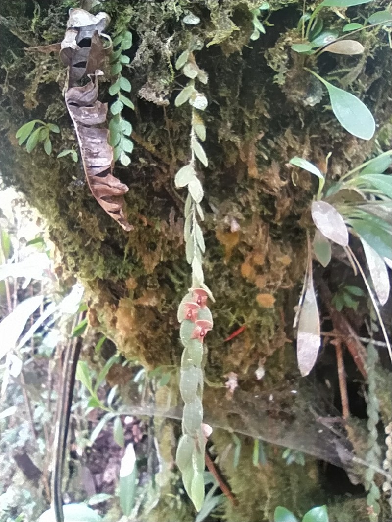 Andinia geminipetala