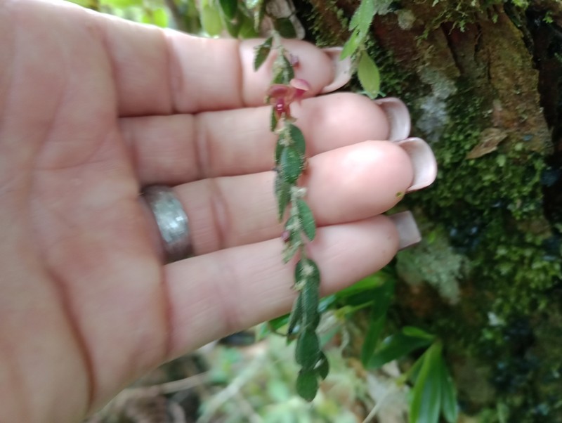 Andinia geminipetala photo 2