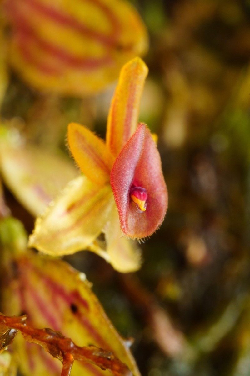 Andinia hippocrepica photo 4
