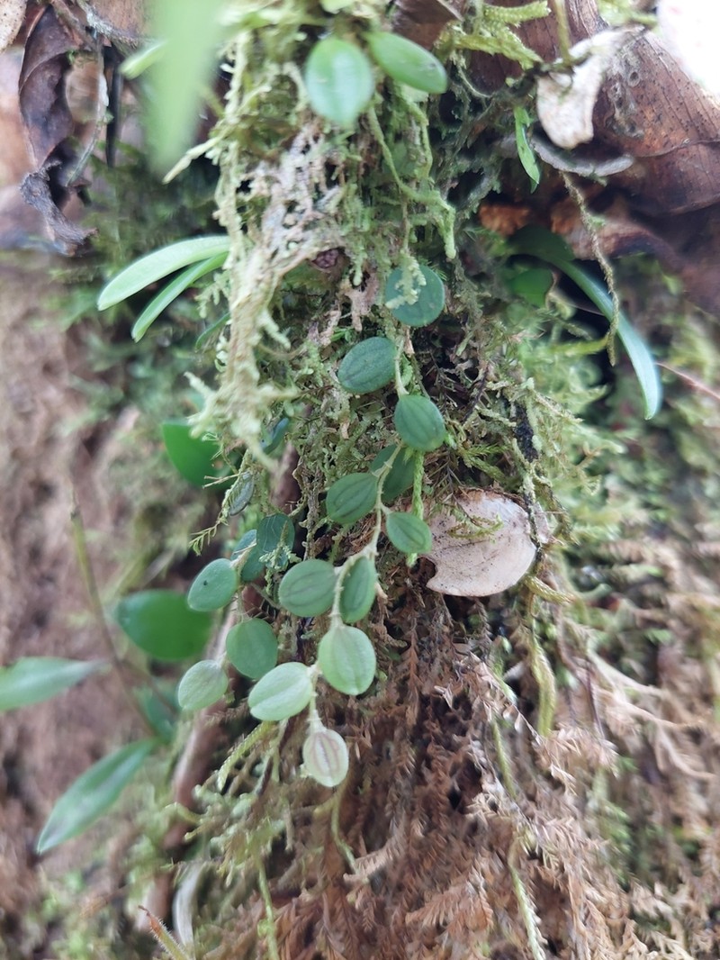 Andinia hippocrepica photo 5