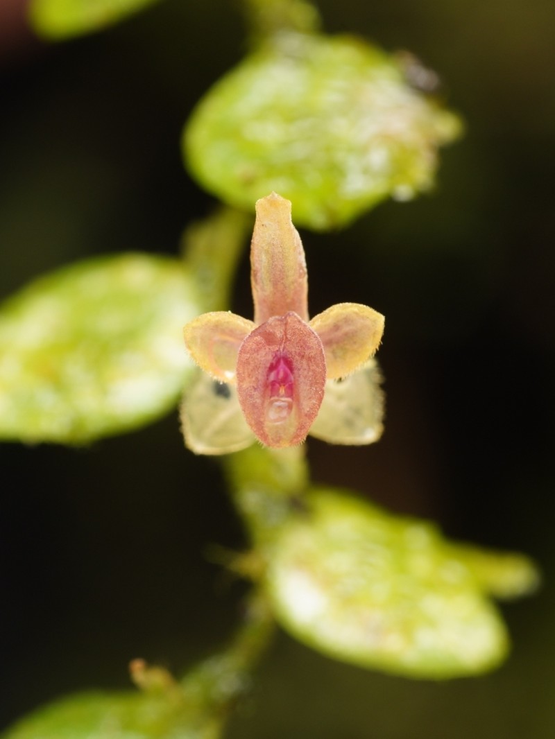 Andinia hippocrepica photo 6