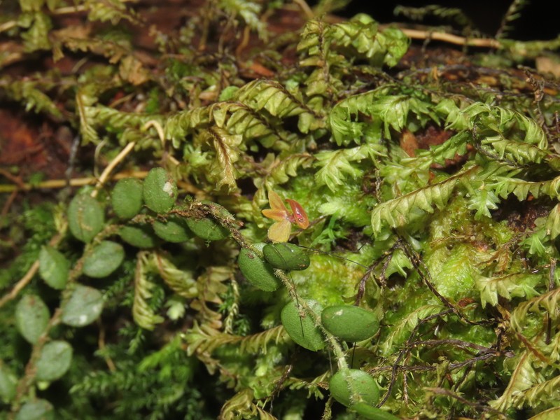 Andinia hippocrepica photo 7