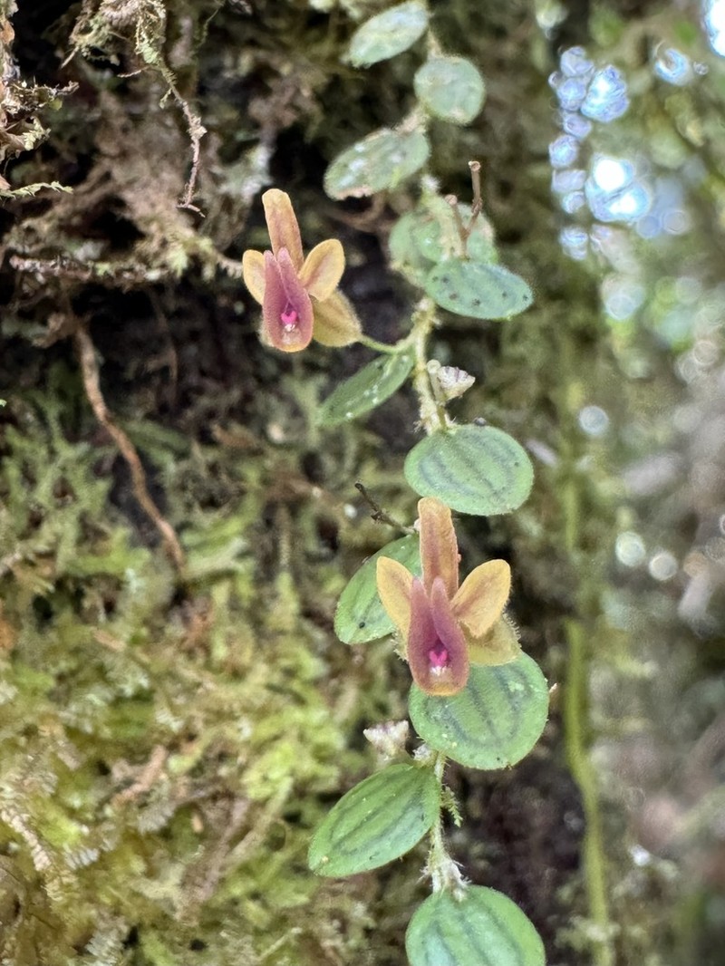 Andinia hippocrepica