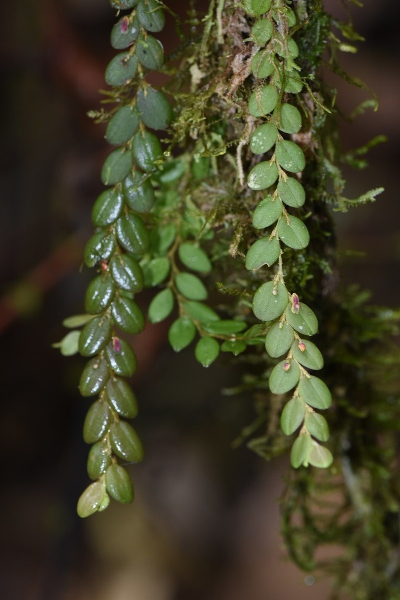 Andinia nummularia photo 2