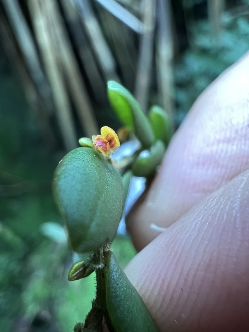 Andinia nummularia photo 3