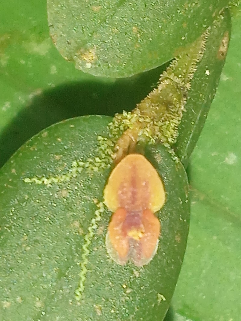 Andinia nummularia photo 4