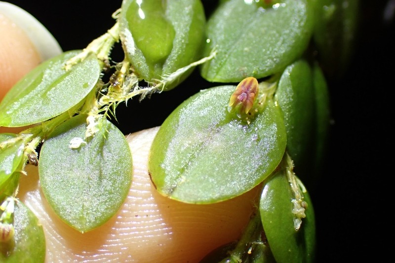Andinia nummularia photo 5