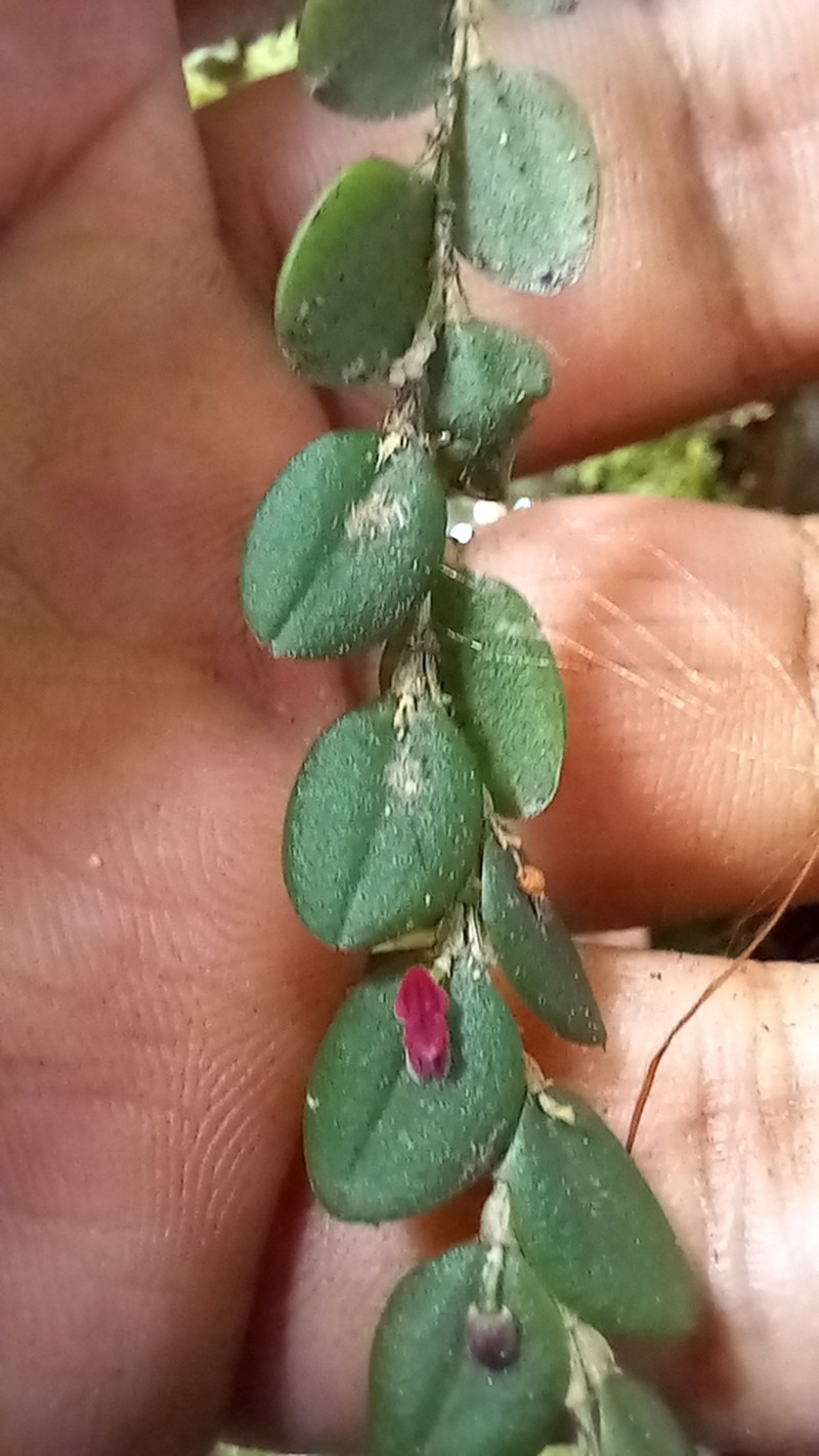 Andinia nummularia photo 6