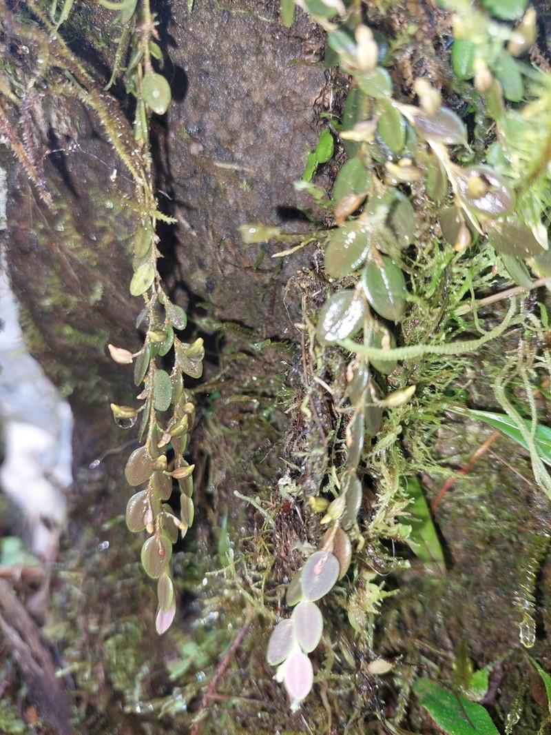 Andinia nummularia photo 7