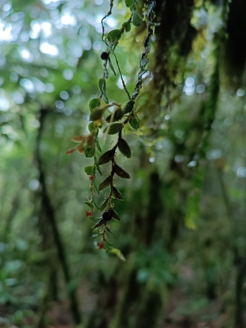 Andinia nummularia photo 8