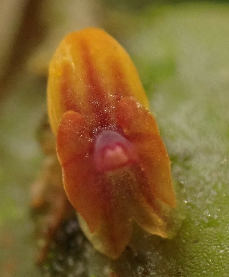 Andinia nummularia