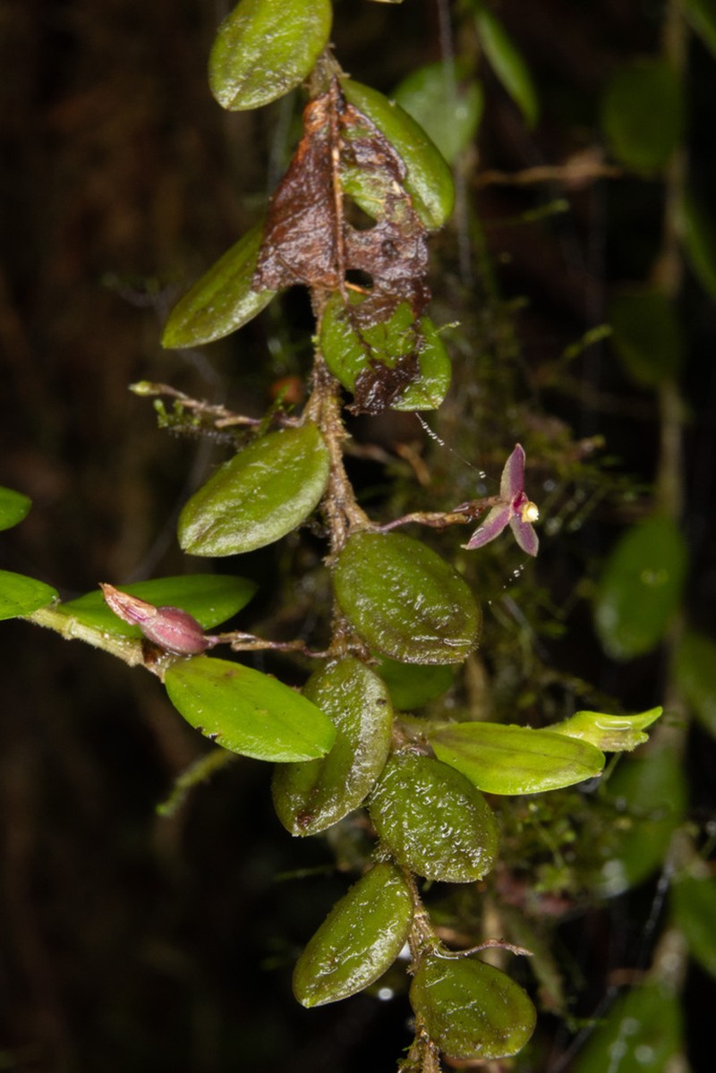 Andinia pendens