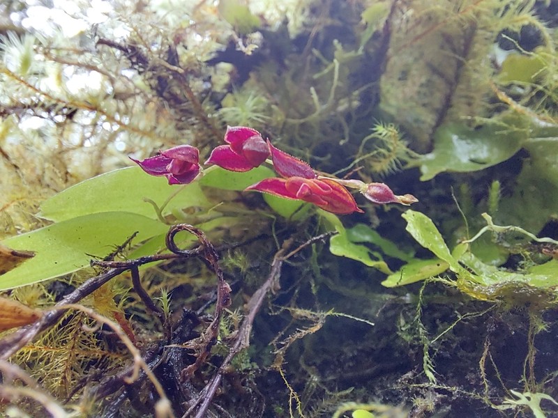 Andinia pensilis