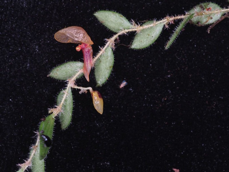 Andinia persimilis