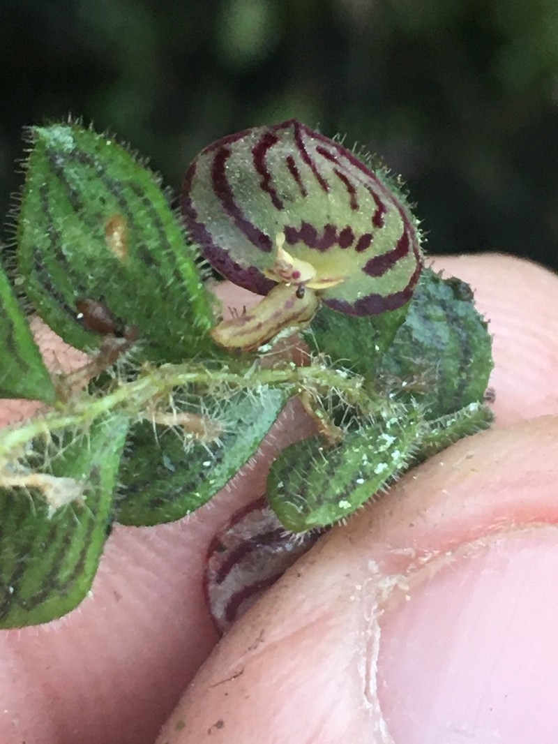 Andinia pilosella
