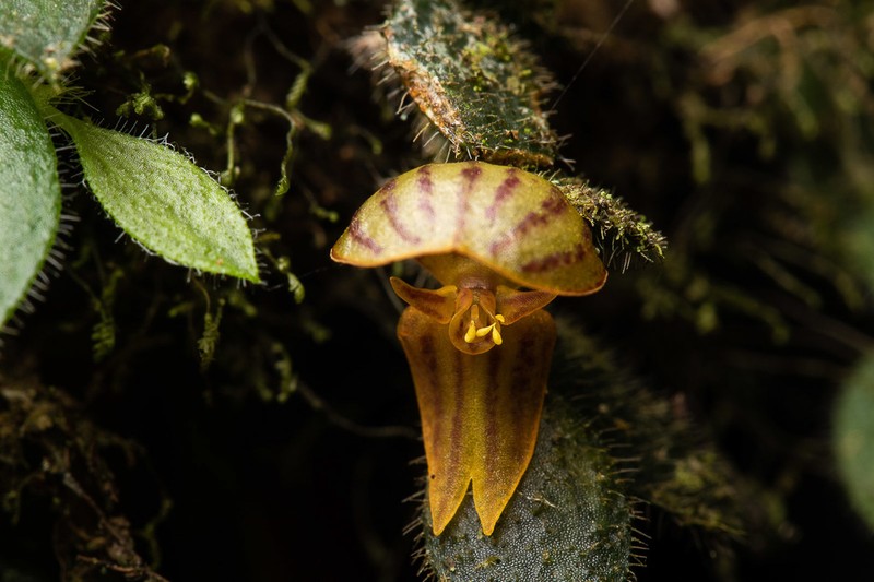Andinia pilosella photo 2