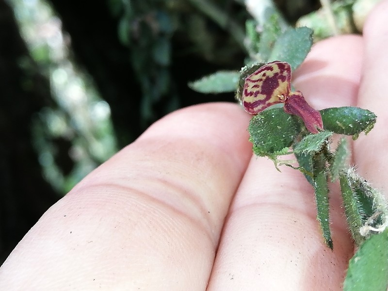 Andinia pilosella photo 3