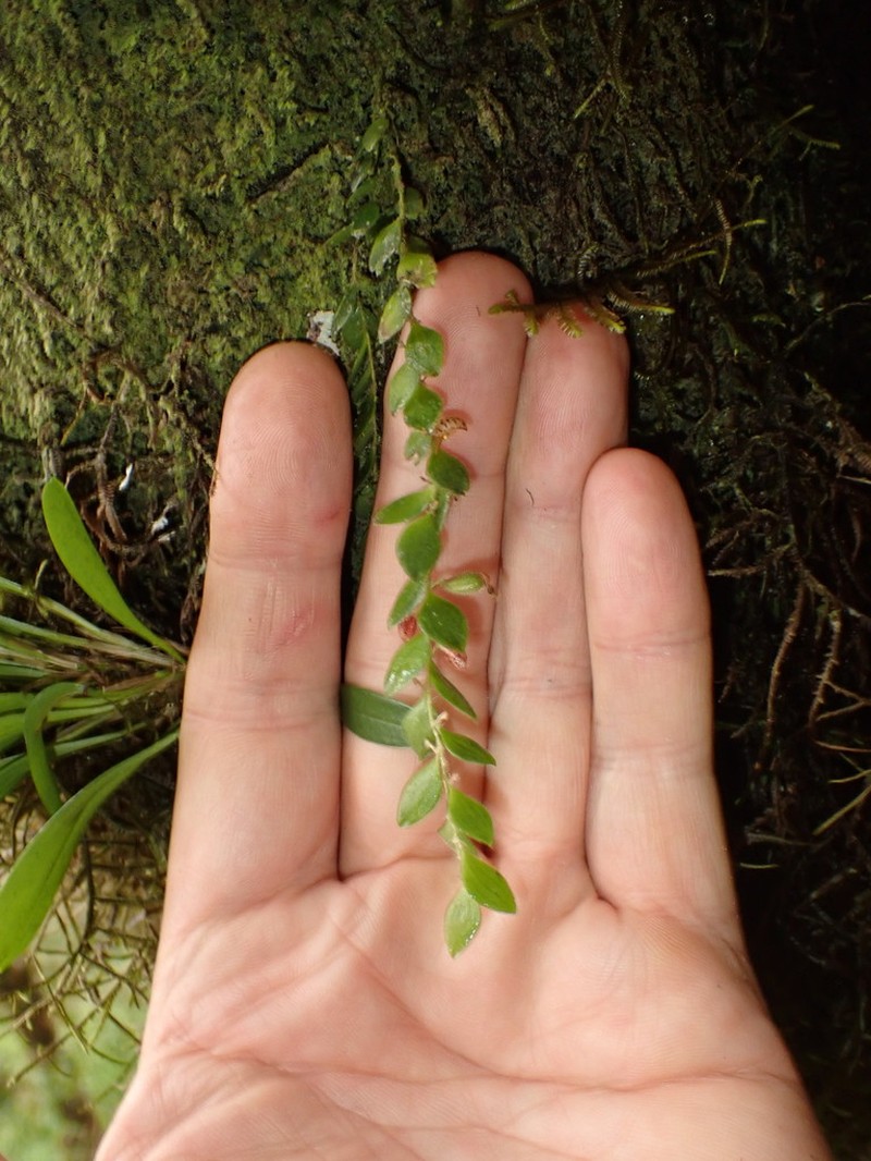 Andinia pilosella photo 4