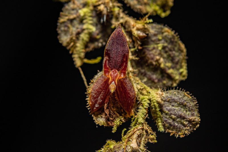 Andinia pseudocaulescens