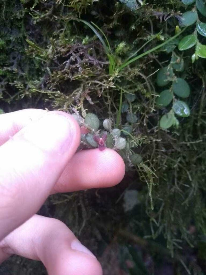 Andinia pseudocaulescens photo 2