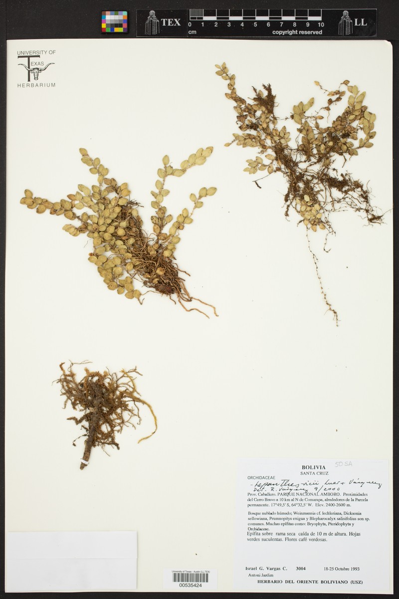 Andinia ricii