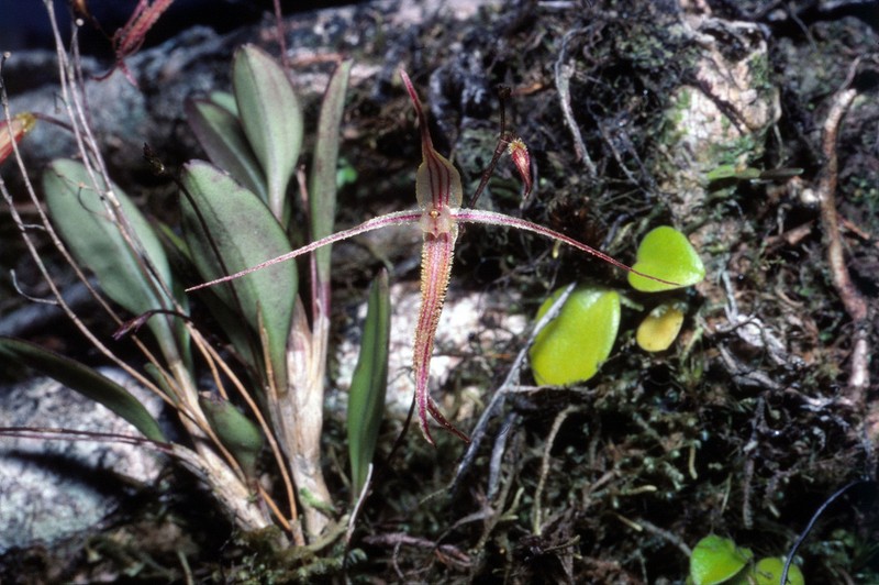 Andinia schizopogon