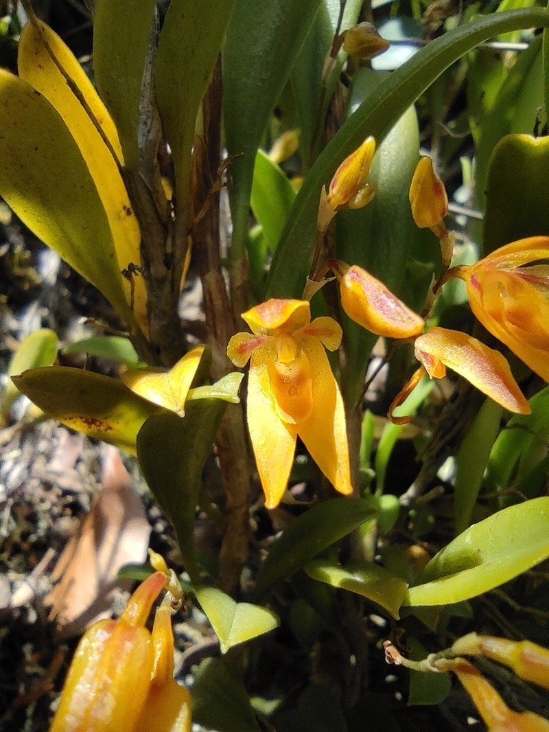 Andinia spiralis