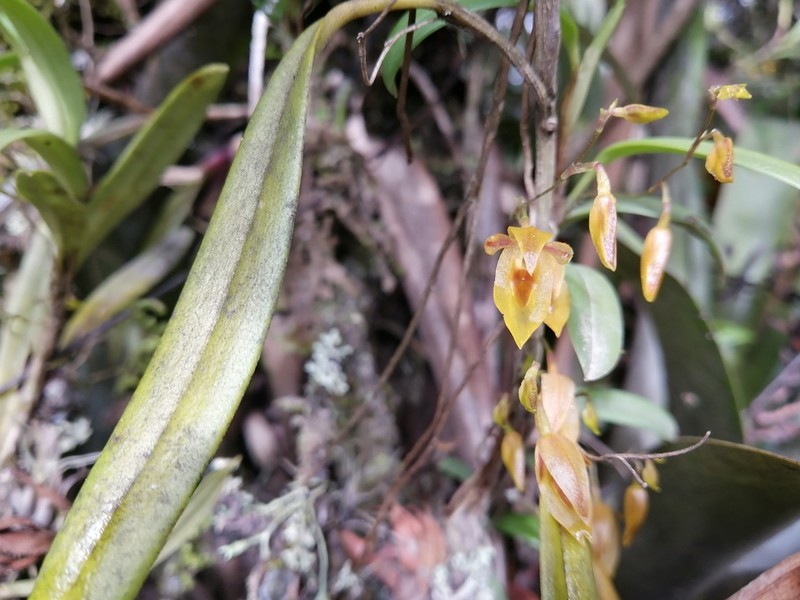 Andinia spiralis photo 2