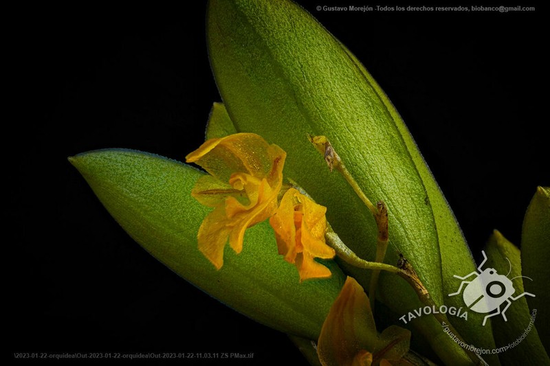 Andinia spiralis photo 3