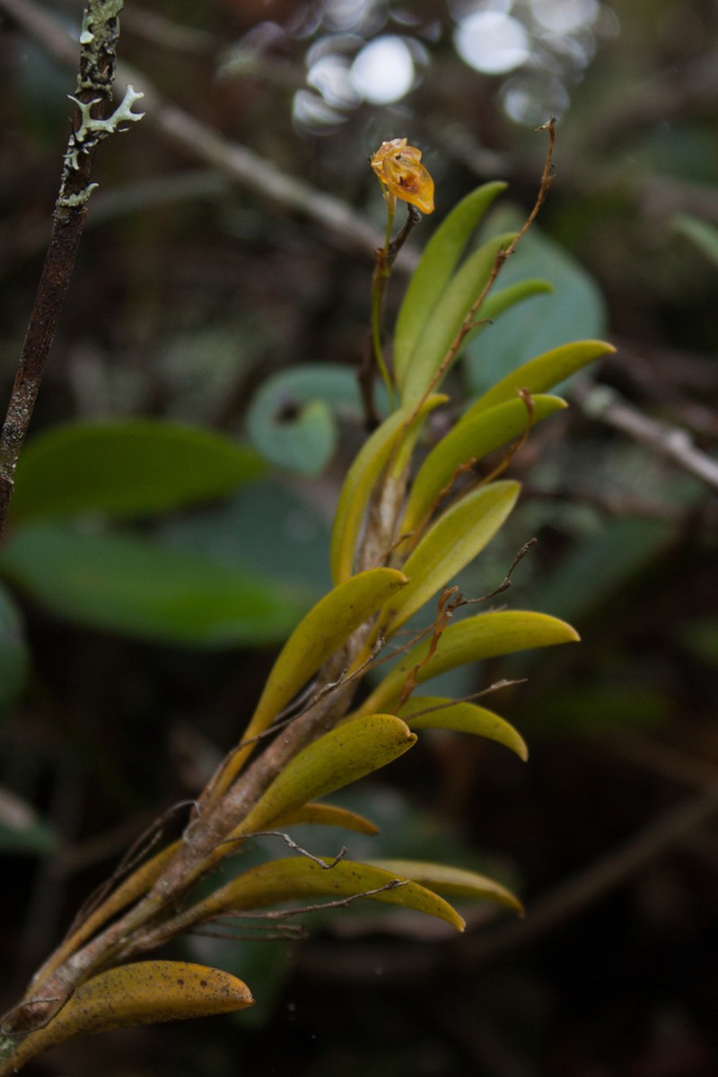 Andinia spiralis photo 4