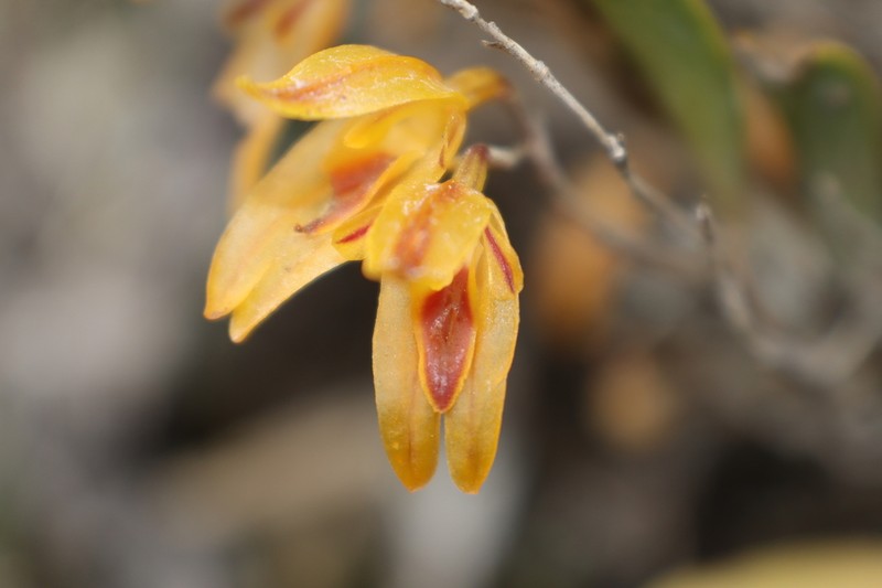Andinia spiralis photo 5