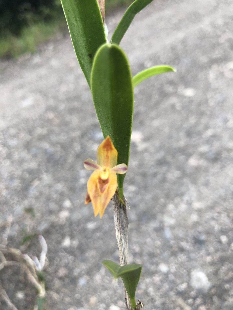 Andinia spiralis photo 6