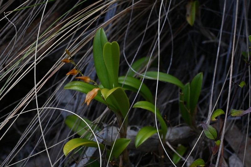 Andinia spiralis photo 7