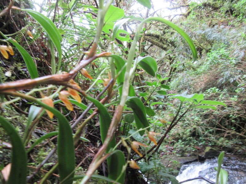 Andinia spiralis photo 8