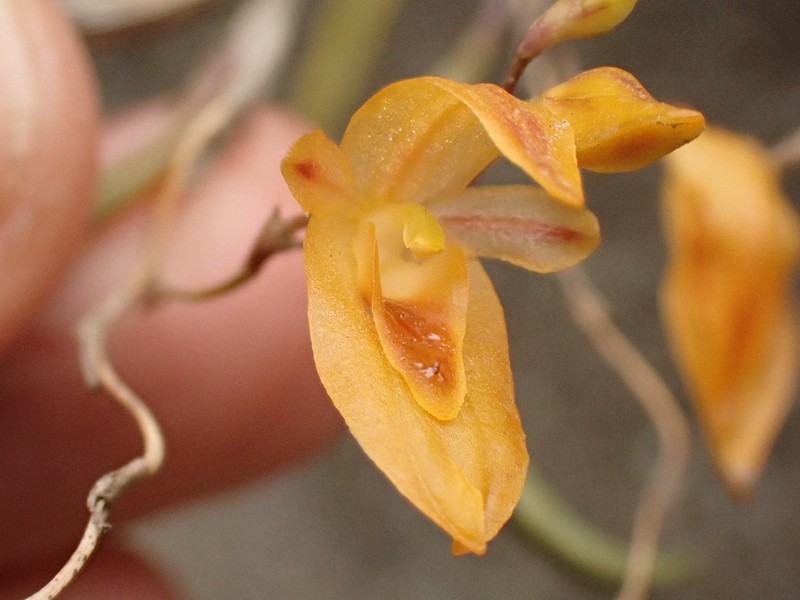 Andinia spiralis