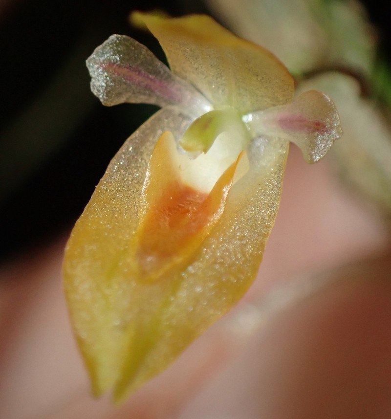 Andinia spiralis photo 2