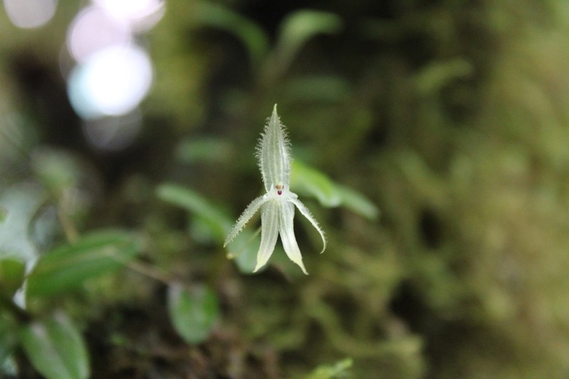 Andinia sunchubambensis photo 5