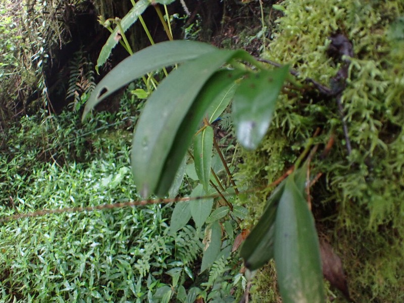 Andinia sunchubambensis photo 6