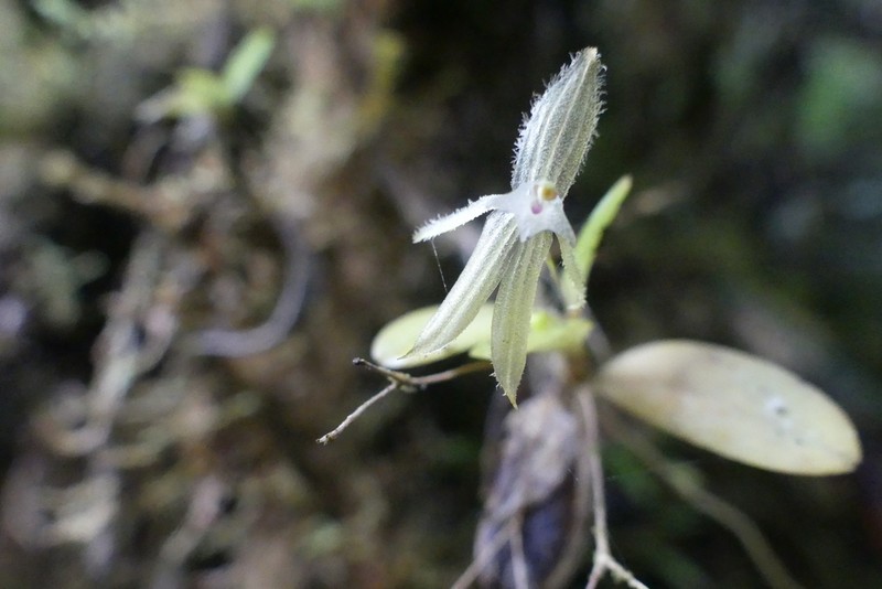 Andinia sunchubambensis photo 7