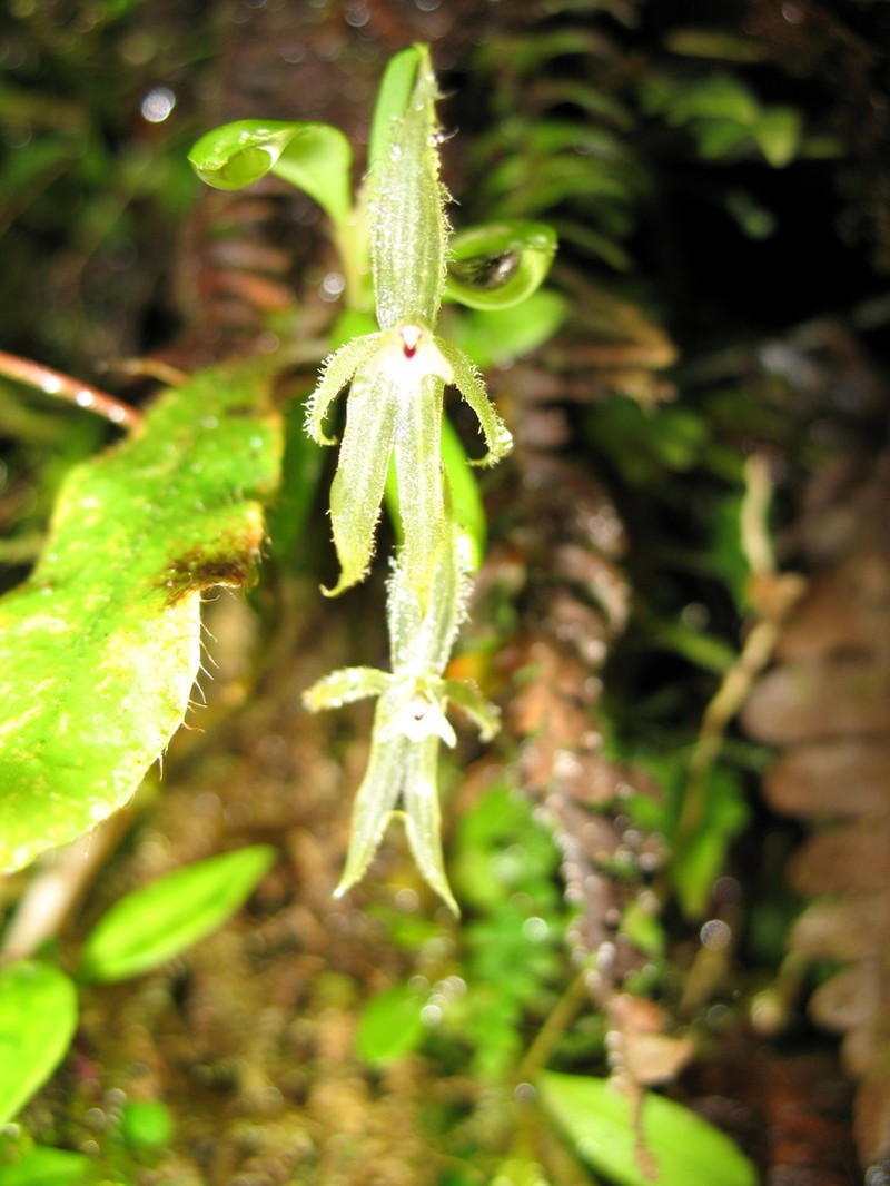 Andinia sunchubambensis photo 8