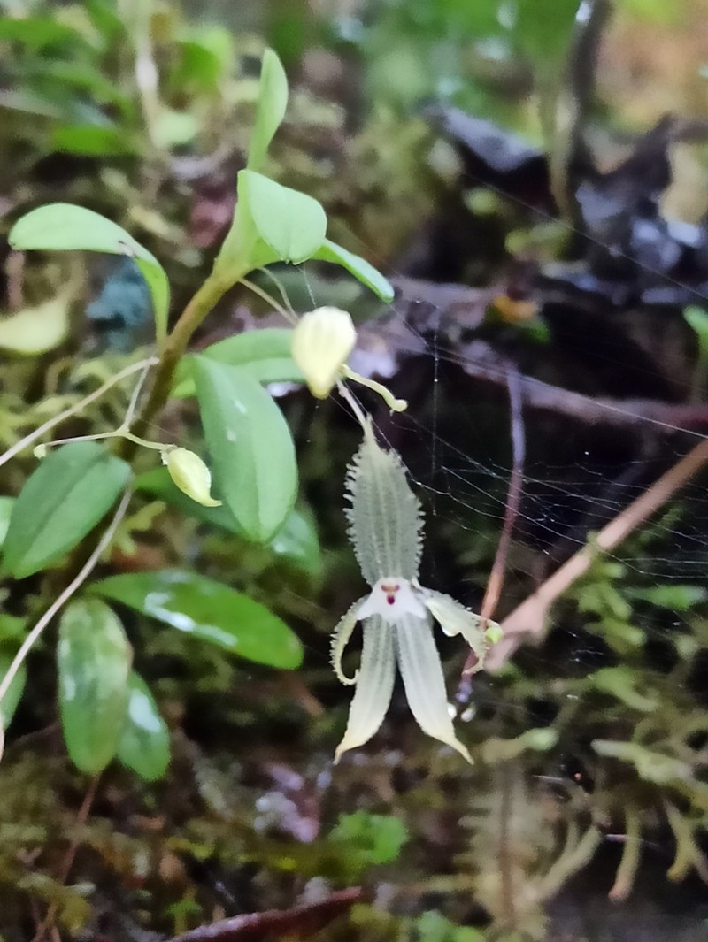 Andinia sunchubambensis