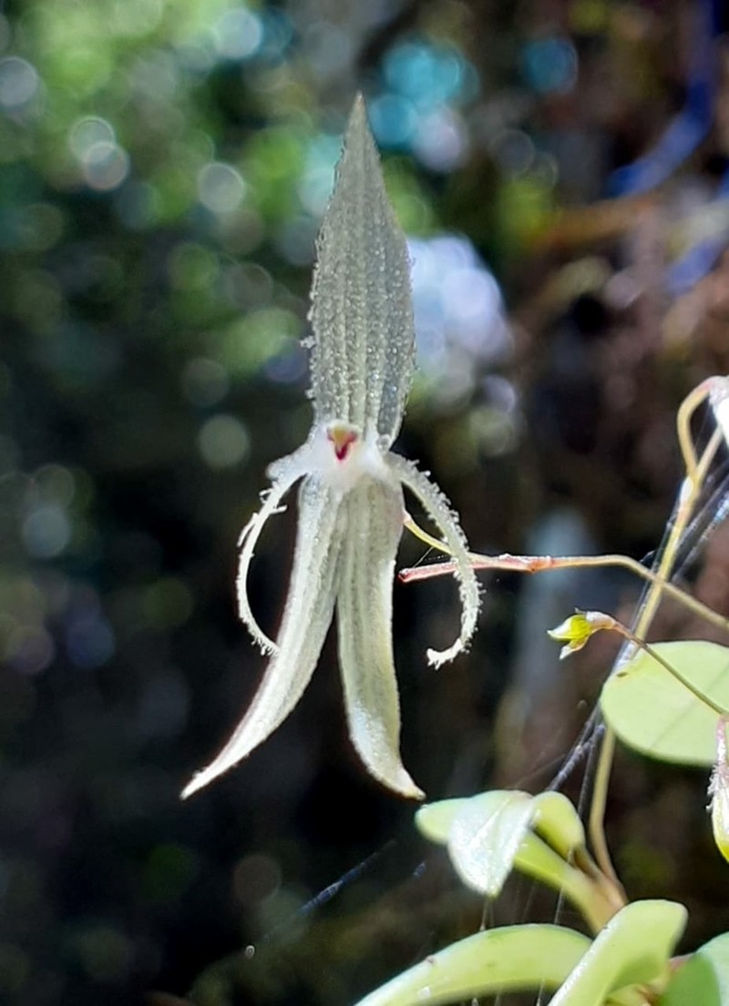 Andinia sunchubambensis photo 2