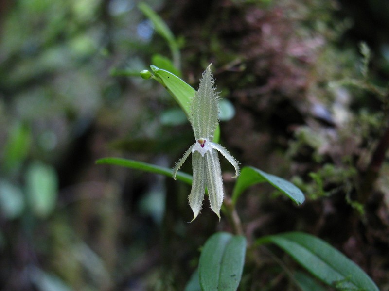 Andinia sunchubambensis photo 3
